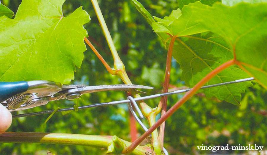 Зеленые операции на винограднике. Как правильно пасынковать виноград.