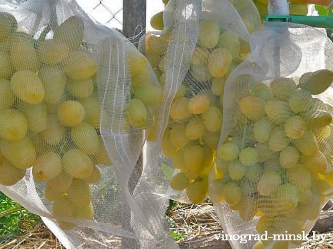 Как избавиться от ос на винограднике