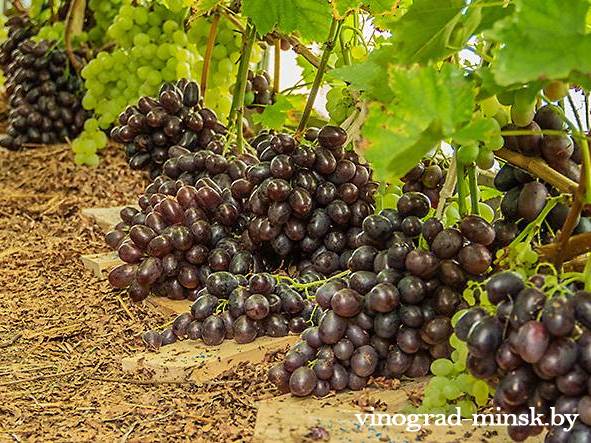 Как рассчитать нагрузку виноградного куста