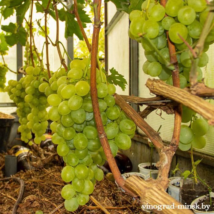 Великолепные грозди винограда Антоний Великий!!!