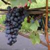 Туран (Агрия) виноград