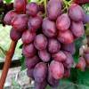 Малиновый звон виноград, черенки и саженцы.