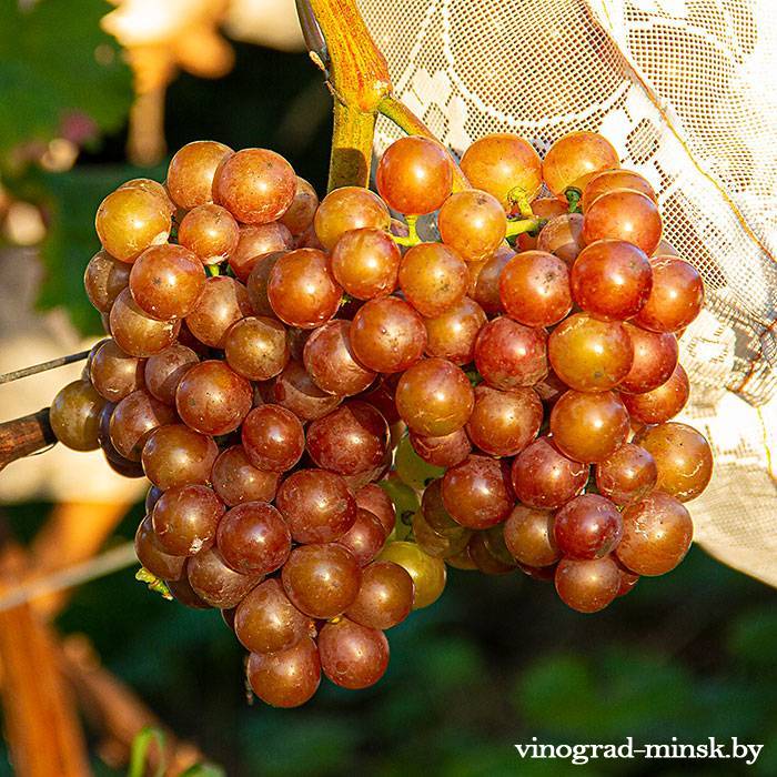 Виноградный зудень на винограде фото