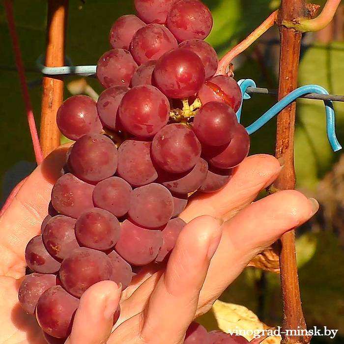 Виноград Лепсна: описание и характеристики сорта, особенности ухода и выращивания, фото, отзывы