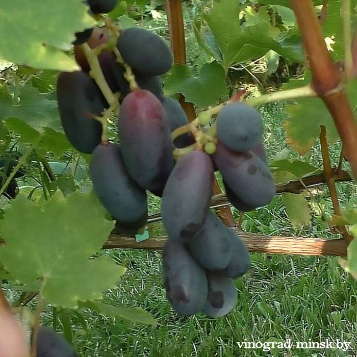 Графиня виноград, купить черенки и саженцы сорта Графиня в Минске