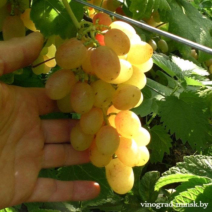 Николь виноград, купить черенки и саженцы сорта Николь в Минске