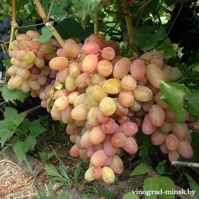 Пальчик Ли виноград, купить черенки и саженцы сорта Пальчик Ли в Минске